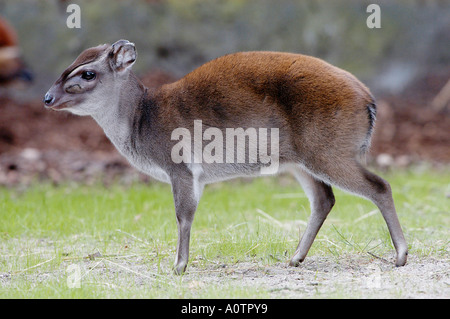 Blauer Duiker Stockfoto