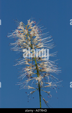 Bottlebrush Buckeye Stockfoto