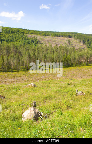 Protokollierte Wald in der Nähe von Torsby in Värmland Grafschaft Schweden Stockfoto