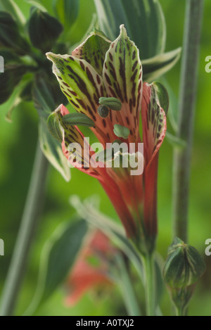 Alstroemeria Psittacina 'Royal Star' sy Alstroemeria Psittacina bunt gemischt. Peruanische Lilie. Stockfoto