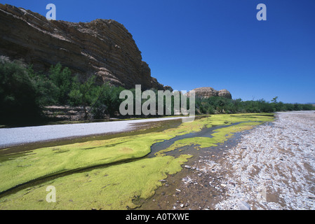 Algen im Stream aus heißen Quellen, Big Bend National Park, Texas, USA. Stockfoto