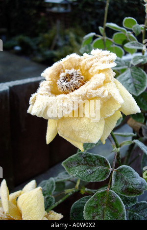 Rosenstrauch Knospen völlig ruiniert, von einem schweren Januar Frost in einem englischen Garten Stockfoto