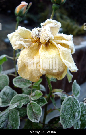 Rosenstrauch Knospen völlig ruiniert, von einem schweren Januar Frost in einem englischen Garten Stockfoto