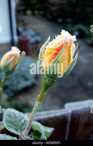 Rosenstrauch Knospen völlig ruiniert, von einem schweren Januar Frost in einem englischen Garten Stockfoto