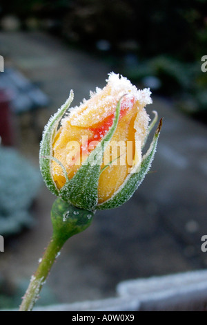 Rosenstrauch Knospen völlig ruiniert, von einem schweren Januar Frost in einem englischen Garten Stockfoto