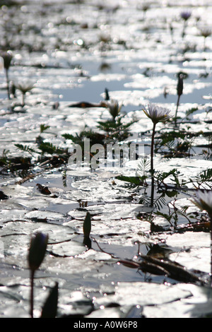 Okavango Delta Seerosenteich Botswana Stockfoto