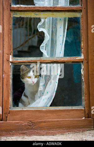 Tabby Katze Blick aus Fenster von hinten Gardine Stockfoto