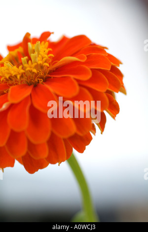Gemeinsame Blume Zinnie Zinnia Elegans Gänseblümchen Familie Compositae Garten Stockfoto
