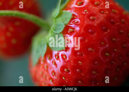 Erdbeere Stockfoto