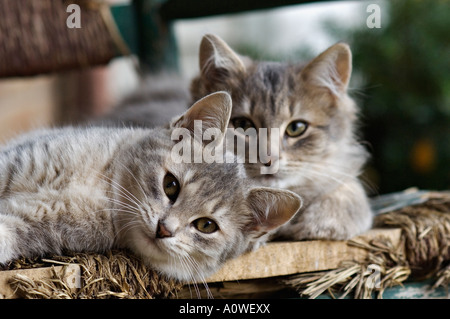 Grau Tabby Kitten Handauflegen zerlumpten Zuckerrohr Bottomed Chair Stockfoto