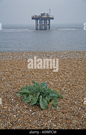 Sizewell Kühlmittel Wasser austritt, Leiston, Suffolk. Stockfoto