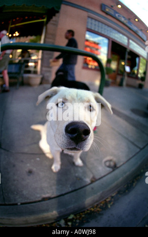 weißer Hund mit zwei verschiedenen farbigen Augen sitzen vor Laden in Durange New Mexico USA Stockfoto