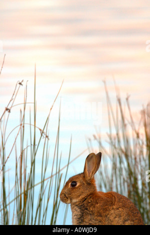 Kaninchen Oryctolagus Cuniculus Weiden auf Rasen See in Shropshire England Vereinigtes Königreich UK Großbritannien GB British Isles Stockfoto