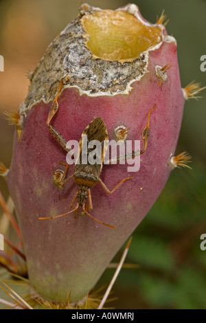 Blatt footed Bug Narnia Inornata Familie Coreidae Stockfoto