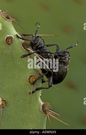 Lange gehörnten Kaktus Käfer Paarung Moneilema Gigas Sonoran Wüste Arizona Stockfoto