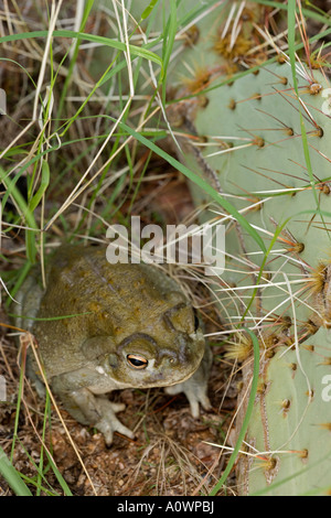 Sonoran Wüste Kröte Bufo Alvarius Arizona Stockfoto