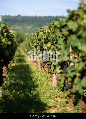 Trauben bereit für die Ernte Clos Vougeot Weinberg Cote d ' or Burgund Frankreich Stockfoto
