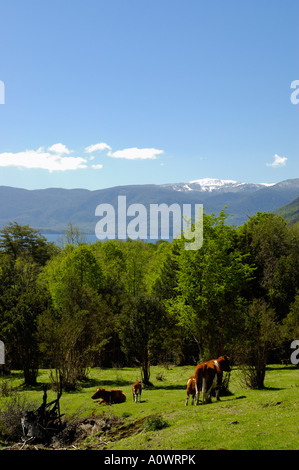 Coutryroads in der Nähe von Pucon südlichen Chile Huerquehue Nationalpark Stockfoto