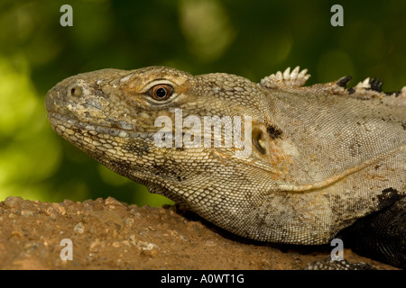 Sonora Langusten-tailed Leguan - Ctenosaura Hemilopha Macrolopha - Sonora-Wüste - Arizona - eingeführt in Arizona Stockfoto