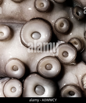 Krake erkochte nicht in der Nähe von Saugnäpfen Octopus Stockfoto