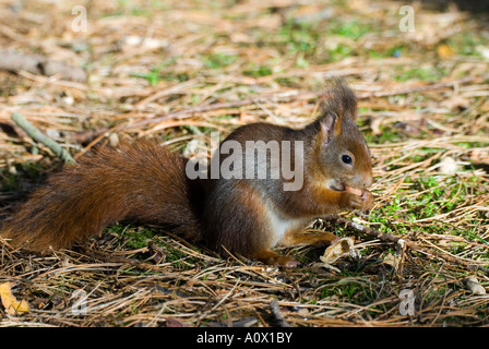 Eichhörnchen (Sciurus Vulgari) Formby Punkt Merseyside UK Stockfoto