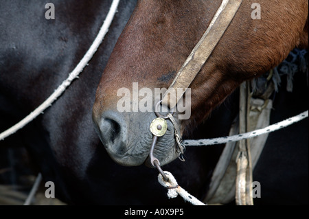 Süd Amerika Argentinien Buenos Aires Provinz La Pampa Estancia Ranch Foto ANGELO CAVALLI Stockfoto