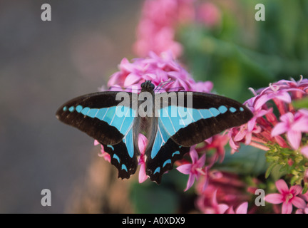 Blaues Dreieck Schmetterlinge sind häufige Besucher zu australischen Gartenblumen Stockfoto