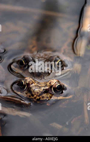 Gemeinsamen europäischen Frösche (Rana Temporaria) Stockfoto