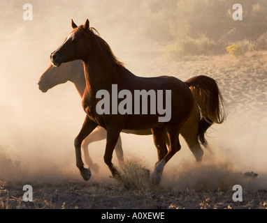 Hufe & Staub Serie #21.  Zwei Pferde in Staub auf western-Ranch in den USA.  September 2005 Stockfoto
