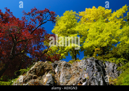 Goldene Robinie Baum mit lila Buche und Rock Butchart Botanical Gardens Vancouver Island, BC Stockfoto