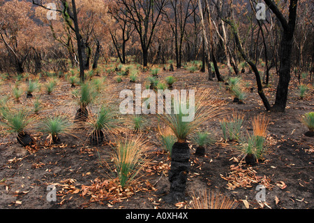 Nach einem Busch Feuer in den Grampians Nationapark, Victoria, Australien Stockfoto