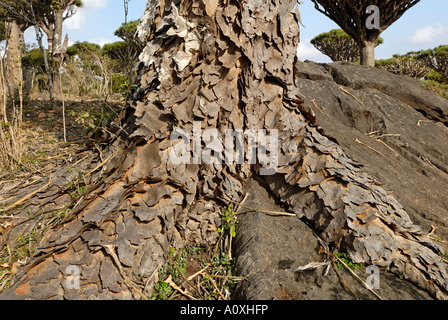 Kanarischen Drachenbaum (Dracaena Draco) auf Socotra Island, UNESCO-Weltkulturerbe, Jemen Stockfoto