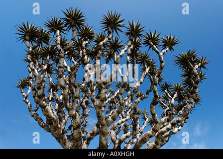 Kanarischen Drachenbaum (Dracaena Draco) auf Socotra Island, UNESCO-Weltkulturerbe, Jemen Stockfoto