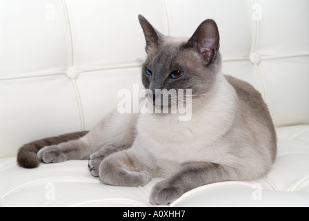 Blue Point Siamkatze Faulenzen auf weißem Lederstuhl Stockfoto