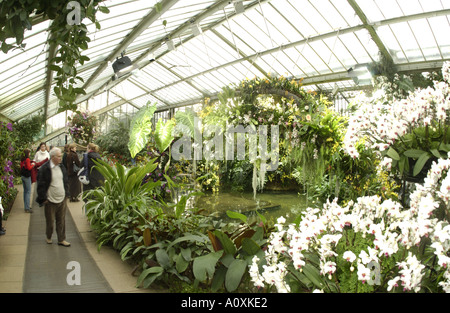 Orchideen im Prince Of Wales Conservatory Royal Botanic Gardens Kew London Stockfoto