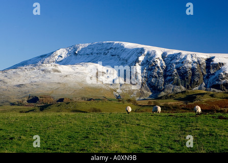 Drei Schafe am Castlerigg Stone Circle mit Schnee bedeckt Berge Stockfoto