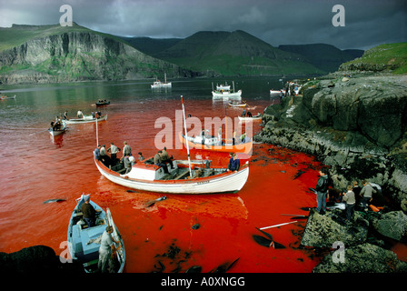 Walfang Färöer Färöer Nordatlantik Stockfoto