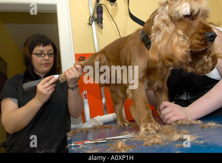 Eckzahn Kosmetikerin clipping eine Cocker spaniel Stockfoto