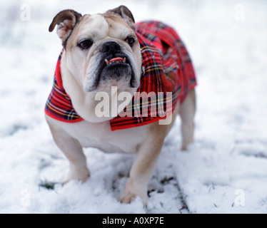 Britische Bulldogge auf Spaziergang im Schnee Stockfoto