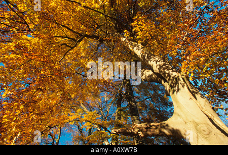 Buchen Fagus Sylvatica im Herbst Skywards anzeigen Stockfoto