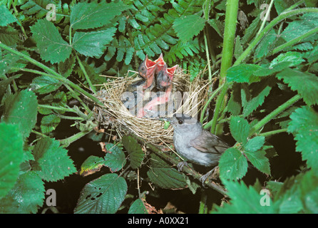 Blackcap Sylvia atricapilla männlich füttert Junge am Nest Stockfoto