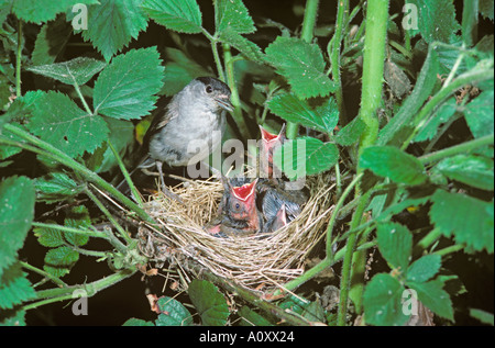 Blackcap Sylvia atricapilla männlich füttert Junge am Nest Stockfoto