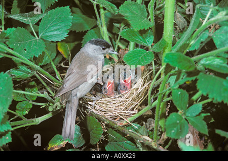 Blackcap Sylvia atricapilla männlich füttert Junge am Nest Stockfoto