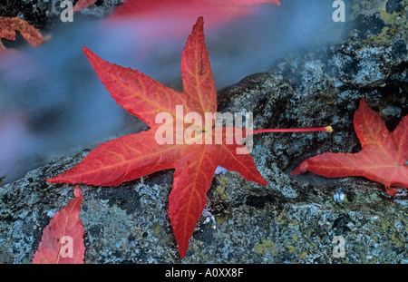 Amberbaum Liquidamber Styraciflus Herbst Stockfoto