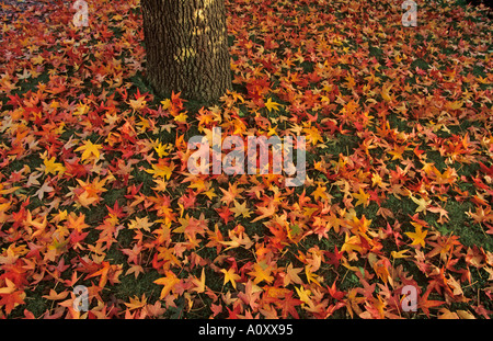 Amberbaum Liquidamber Styraciflus Herbst Fallen Leaves Stockfoto