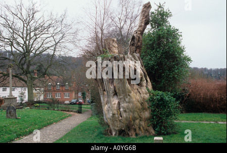 Alte Eibe Selbourne Dorfkirche Hampshire UK Stockfoto