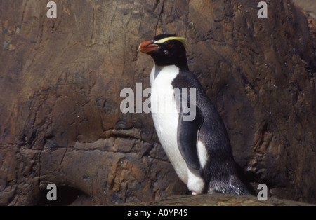 Fiordland Crested Pinguin Fiordland, Neuseeland Stockfoto