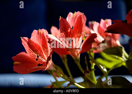 Rosa und weiße Alstroemeria vor blauem Hintergrund Stockfoto