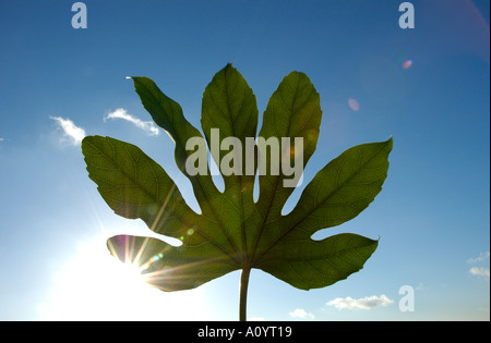 Fatsia Japonica Blatt gegen blauen Himmel mit Sonne durch Stockfoto