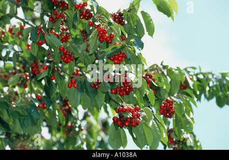 fresh red cherries hang on the cherry tree blue sky fruit fruits food sweet cherrytree green leaves leaf spring time early summe Stockfoto